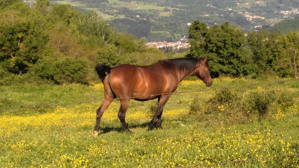 Agriturismo Mandrioli Pratovecchio Eksteriør billede