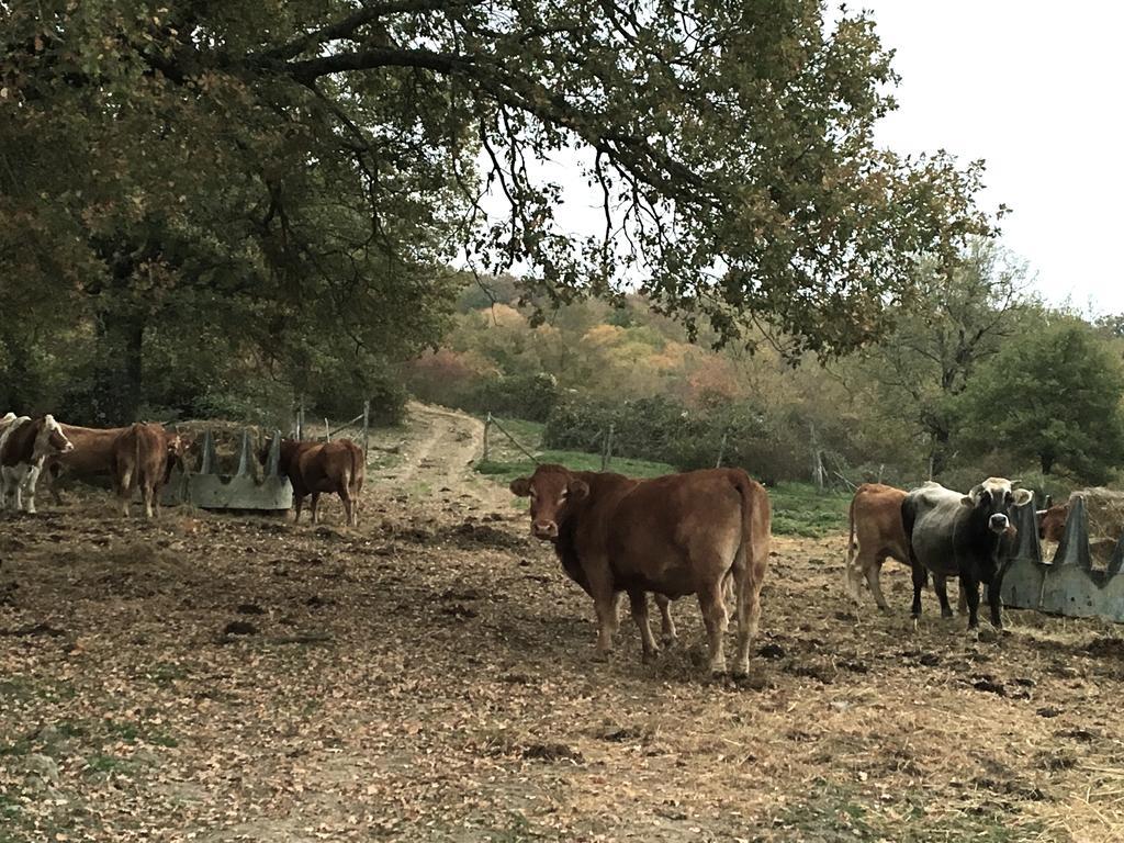 Agriturismo Mandrioli Pratovecchio Eksteriør billede